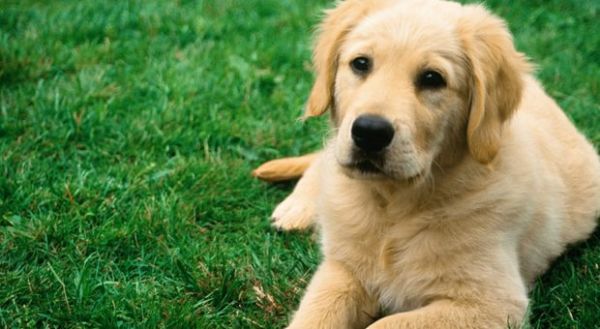 5 stvari koje još niste čuli o psima